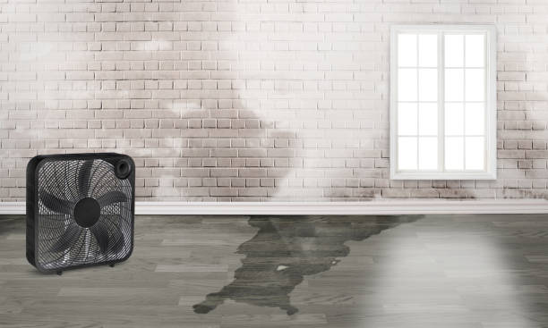 Best Mold removal after water damage  in Linln Park, CO